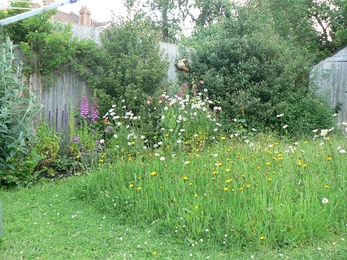 Meadow bushes and flowerbed - Melanie Doherty