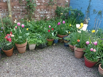 Pots in garden in BS3