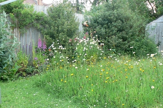 Meadow bushes and flowerbed - Melanie Doherty