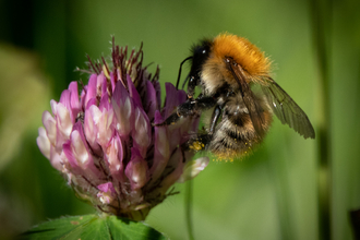 Common Carder Bee on Red Clover in Meadow Stephanie Chadwick