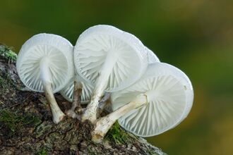 A small cluster of porcelain fungus
