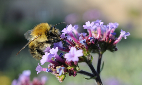 Common carder bumblebee 