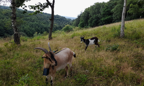 Two goats at Goblin Combe nature reserve