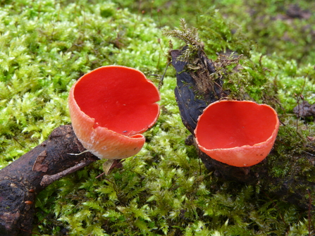 February scarlet elf cup fungi