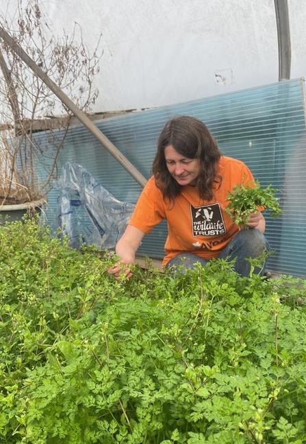 Amanda Sinclair at Grow Wilder, where she is a food growing volunteer