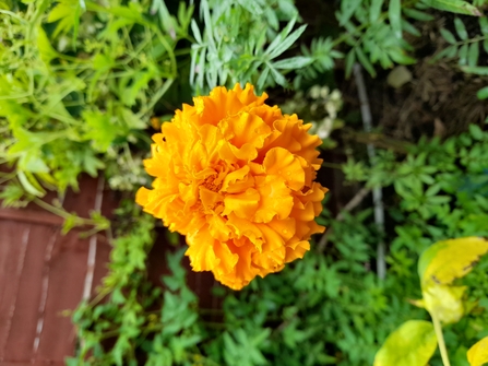 Shanti Puspa BS2 front garden 2 marigold