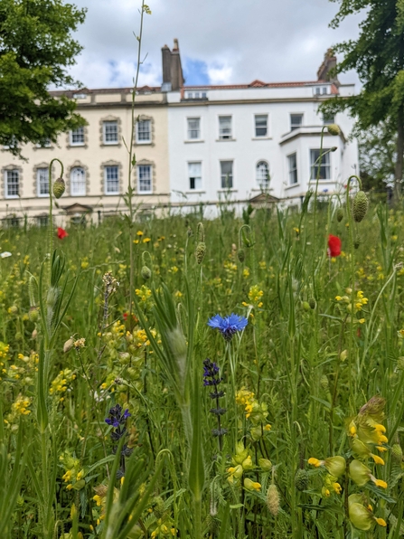 West Bristol Climate Action meadow
