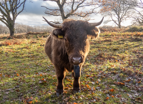 A Dexter cattle looking directly at the camera, stood in a field