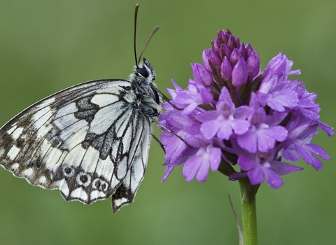 Marbled white butterfly on pyramidal orchid