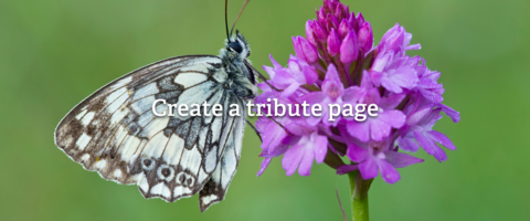 Marbled white butterfly on pyramidal orchid