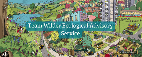 Team Wilder Ecological Advisory Service