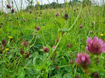 Freshfold Meadow in Bath wildlife friendly