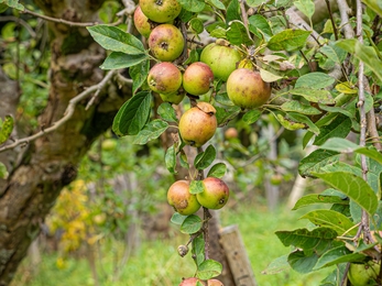 Thornbury Orchard Apple Tree