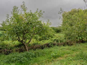 Thornbury Orchard