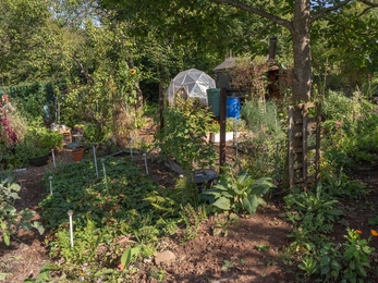 Individual Jo Pengilley allotment