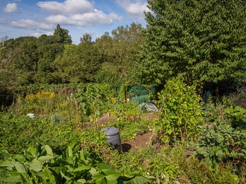 Individual Jo Pengilley allotment