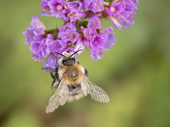 School St Michael's Common Carder Bee