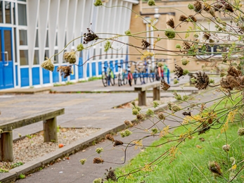 School St Michael's seed heads