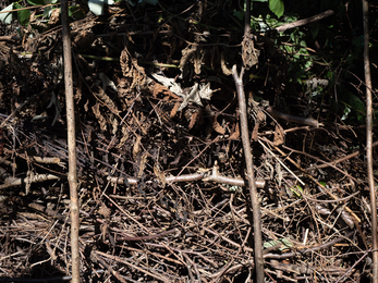 dead hedge in allotment