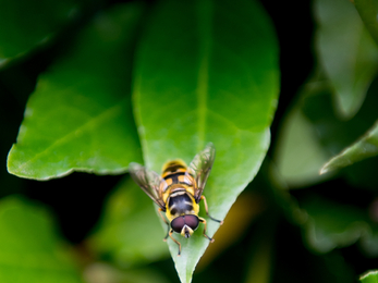 An image of a batman hoverfly on a leaf