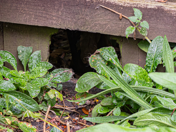 Hedgehog hole in Warmley garden