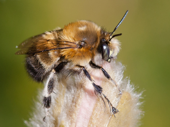 A male hairy-footed flower bee