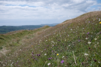 Lowland limestone grassland