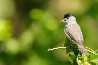 Blackcap male