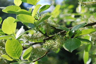 Goat Willow