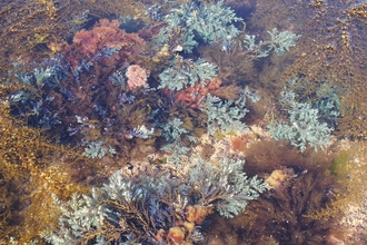 Rainbow wrack