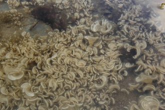 Peacock's tail seaweed