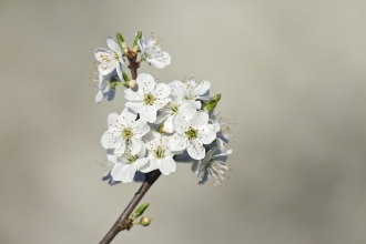 "Blackthorn"