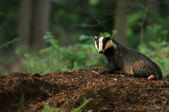 Badger leaving sett