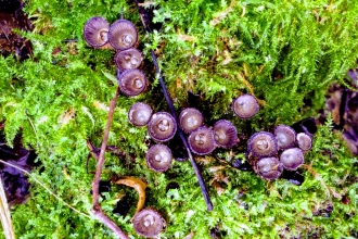 Bird's nest fungi