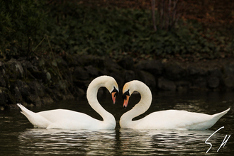 Mute swans