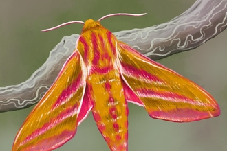 Elephant Hawk Moth