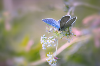 common blue butterfly