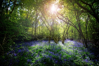 Bluebell woodland