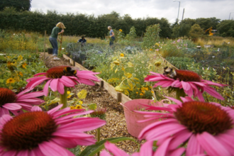 Volunteers flowers Grow Wilder