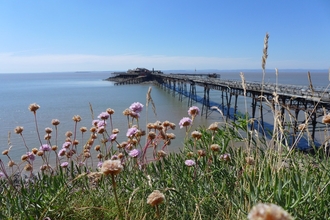 Coastal plants