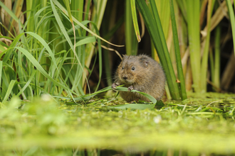 A watervole