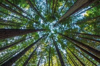 Looking up at trees from the ground