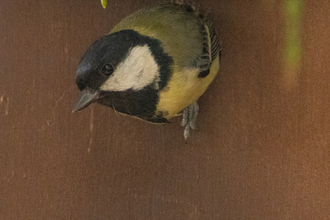 Great tit in nest box