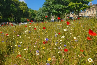 Wildflower Meadow in Clifton from WBCA