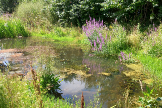 Pond at Grow Wilder