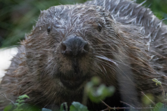 Beaver looking at the camera 