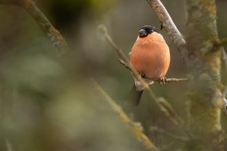 Bullfinch 