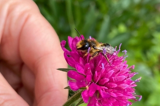 Bee and scabious