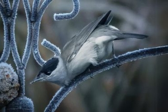 Blackcap feeding on Fatball 