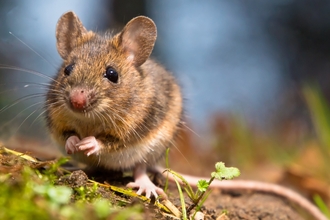 Wood Mouse